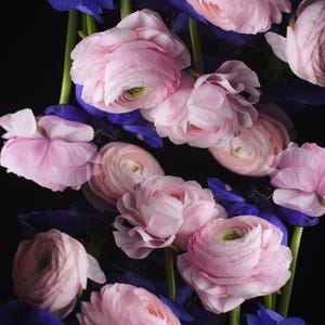 May include: A close-up of a floral arrangement featuring soft pink ranunculus flowers and deep blue anemones against a black background. The ranunculus blooms are fully open, showcasing their layered petals. The anemones provide a contrasting colour.