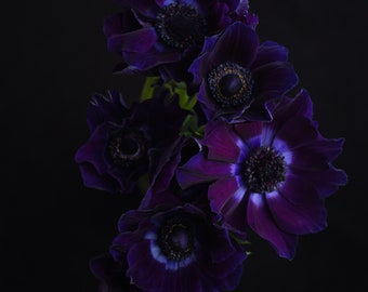 dark floral art, anemone art print, flower photograph, gothic flower print, above bed decor, dark purple flowers, botanical art print