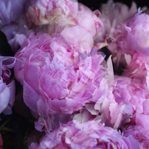 Puede incluir: Un primer plano de un ramo de peon&iacute;as rosas. Las flores est&aacute;n en plena floraci&oacute;n y tienen una textura suave y delicada. Los p&eacute;talos se superponen y crean una sensaci&oacute;n de profundidad y dimensi&oacute;n.