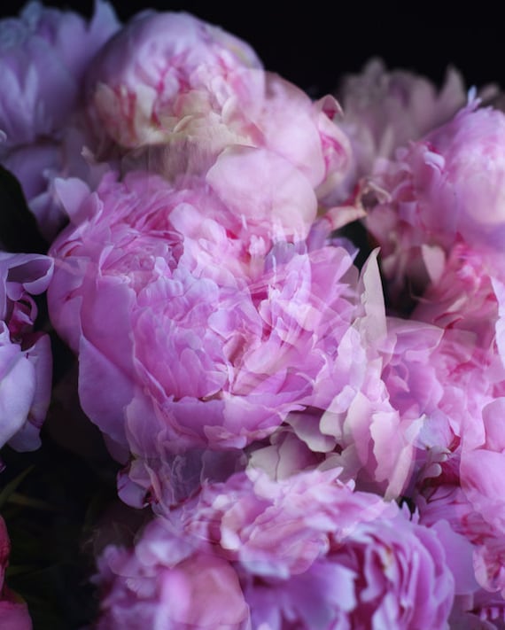 peony photograph, abstract peony art, pink flower art, floral wall art, abstract floral print, romantic art print, floral bedroom art