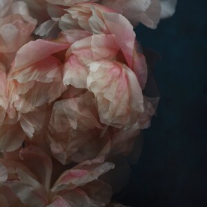 abstract floral art, coral peony print, dreamy wall art, peony photograph, botanical art print, art for bedroom, romantic wall art, image 1