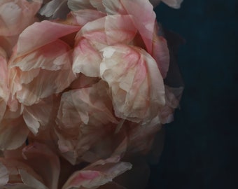 abstract floral art, coral peony print, dreamy wall art, peony photograph, botanical art print, art for bedroom, romantic wall art,