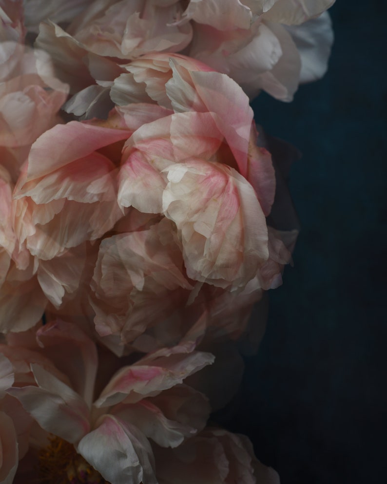 abstract floral art, coral peony print, dreamy wall art, peony photograph, botanical art print, art for bedroom, romantic wall art, image 1