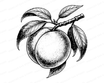 Peach SVG - Engraved Botanical Illustration Clipart | Digital Download for Cricut