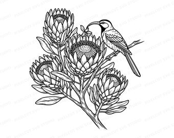 Protea Flower Cape Sugarbird Linocut SVG PNG – Laser Engraving T-Shirt Art (Digital Download)