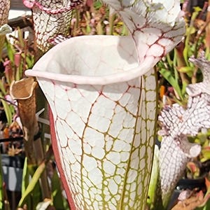 Puede incluir: Una planta carnívora Sarracenia con una estructura tubular alta, base blanca y una red prominente de venas de color rojo púrpura. La planta tiene una capucha ancha y ondulada en la parte superior y un borde pálido y liso.