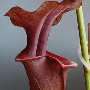 Puede incluir: Una planta carnívora Sarracenia de color burdeos profundo con una capucha prominente y acampanada y una estructura tubular. La planta presenta intrincados patrones de venas oscuras en su superficie y está sostenida por un tallo verde claro.