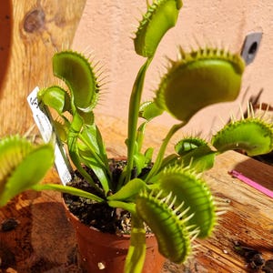 Puede incluir: Una planta carnívora Dionaea muscipula de color verde vibrante, con múltiples trampas abiertas y espinas marginales entrelazadas. La planta está en una pequeña maceta de plástico marrón con una etiqueta de identificación blanca en la tierra.