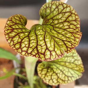 Puede incluir: Una planta carnívora de jarra con hojas anchas de color verde claro y una red prominente de venas de color rojo oscuro. La planta presenta una estructura tubular y una sección superior ancha y curva con un patrón intrincado.