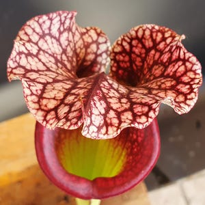 Op de afbeelding: Een Sarracenia bekerplant met een brede, gegolfde kap voorzien van een opvallend netwerk van donkerrode aderen op een crèmekleurige achtergrond. De buisvormige basis heeft een fel limoengroene binnenkant en een donkerrode buitenkant.