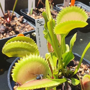 Könnte beinhalten: Eine Venusfliegenfalle mit hellgrünen, klappbaren Blättern und stacheligen Rändern. Eine Falle ist teilweise um ein kleines, dunkles Insekt geschlossen. Ein weißes Pflanzenschild trägt den Text Green Jaws und Artikel-Nr. 104.000.033.