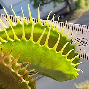 Puede incluir: Una hoja de Venus atrapamoscas de color verde brillante con espinas marginales afiladas y prominentes colocada contra una regla blanca. La regla muestra una escala de medición en centímetros, con la hoja midiendo unos 4 centímetros.