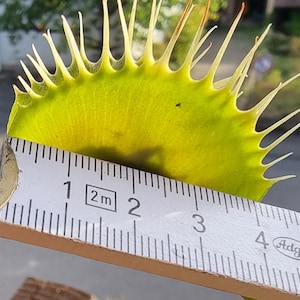 Puede incluir: Una hoja de Venus atrapamoscas de color verde brillante con espinas marginales largas y puntiagudas, colocada contra una cinta métrica blanca que muestra un ancho de aproximadamente 3,8 centímetros en la base de la trampa, resaltando su estructura.