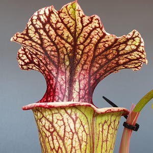 Puede incluir: Una planta carnívora Sarracenia con una capucha ancha y ondulada que presenta una red compleja de venas de color rojo intenso sobre un fondo crema pálido. La base tubular es verde claro con venas rojas y una brida negra.