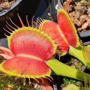 Può includere: Una pianta Dionaea muscipula con lobi aperti di colore rosso vivace, bordi giallo-verdi e lunghe ciglia sottili simili a peli lungo i margini. La pianta presenta steli verdi spessi e cresce in un contenitore scuro riempito di terra e muschio.
