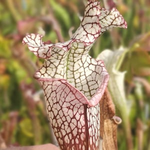 Op de afbeelding: Een Sarracenia bekerplant met een hoge, buisvormige structuur en een wit oppervlak bedekt met een dicht netwerk van donkerrode aderen. De bovenkant van de beker loopt uit in een golvende opening met opvallende rode nerven.