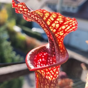 Puede incluir: Una planta carnívora Sarracenia con una estructura tubular alta y una capucha ondulada y ensanchada. La planta muestra una paleta de colores rojo y amarillo vibrante, caracterizada por una red prominente de venas rojo oscuro sobre un fondo amarillo pálido.