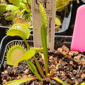 Könnte beinhalten: Eine Dionaea muscipula Venusfliegenfalle in einem schwarzen Kunststofftopf mit feuchter Erde. Die Pflanze hat hellgrüne, klappbare, kieferartige Blätter mit stacheligen Rändern. Ein weißes Pflanzenschild mit Text und ein leeres rosa Etikett stecken darin.