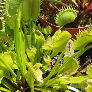 Puede incluir: Una planta carnívora Venus atrapamoscas de color verde vibrante con múltiples hojas articuladas en forma de mandíbula y espinas marginales entrelazadas. La planta muestra numerosas trampas abiertas sobre tallos largos y delgados.
