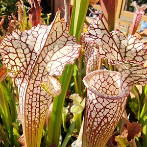 Puede incluir: Un grupo de plantas carnívoras Sarracenia con hojas tubulares altas, que presentan un fondo blanco y una red prominente de venas de color rojo oscuro. La parte superior de los jarros es acampanada y ondulada, con el mismo veteado rojo.