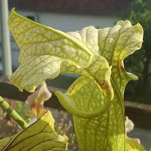 Puede incluir: Una planta carnívora Sarracenia con una tapa de color amarillo verdoso pálido y una red de venas de color verde claro. La estructura tubular tiene una abertura curva con sutiles marcas de color marrón rojizo.
