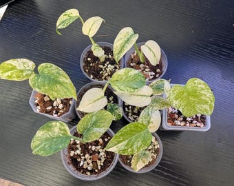 Monstera White Monster *Buyers Choice* *NEW CHOICES*