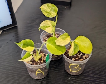 Monstera Yellow Marilyn *BUYERS CHOICE*