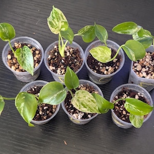 May include: Six small potted plants with variegated green and white heart-shaped leaves. Each plant is housed in a clear plastic cup filled with dark potting soil and perlite. The leaves display various patterns of light green and cream variegation.