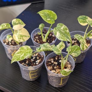 May include: Five small variegated pothos plants in clear plastic cups filled with potting soil. Each plant features heart-shaped leaves with green and cream-colored variegation. Two of the cups are marked with yellow handwritten letters E and I.