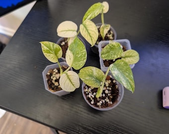 Monstera White Monster *Buyers Choice*