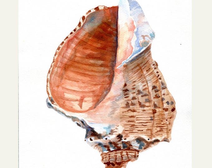 Seashell Art Print, Conch Shell Watercolor Painting, Beach Painting, Ocean Decor