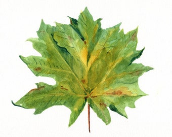 Maple Leaf Art Print from Original Watercolor Painting