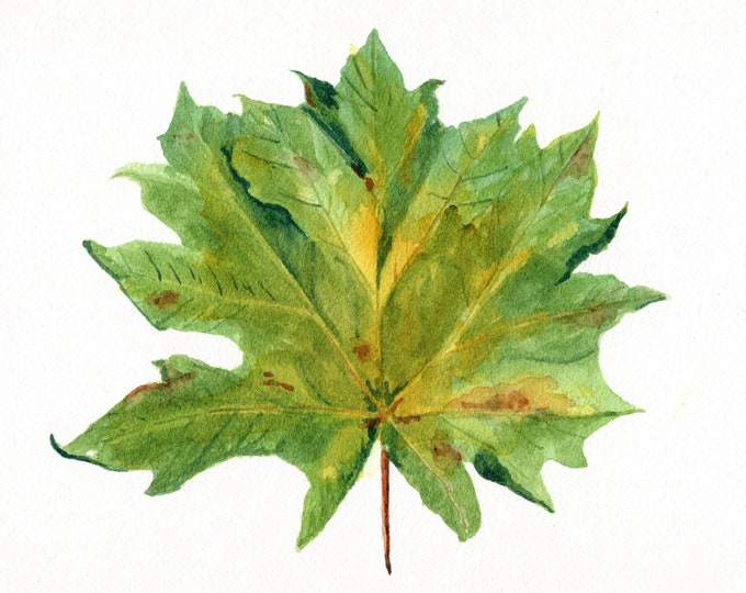 Maple Leaf Art Print from Original Watercolor Painting