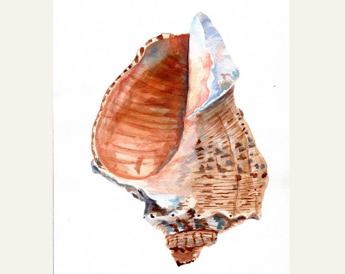 Conch Shell Art Print: Watercolor Painting of a Sea Shell for Ocean Decor by Christina Vilgiate