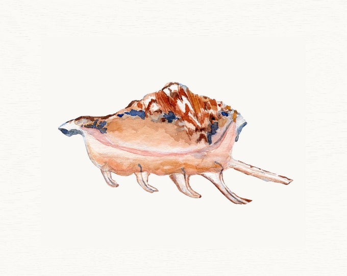 Seashell Art Print, Watercolor Painting of a Spider Conch Shell, Nautical Decor