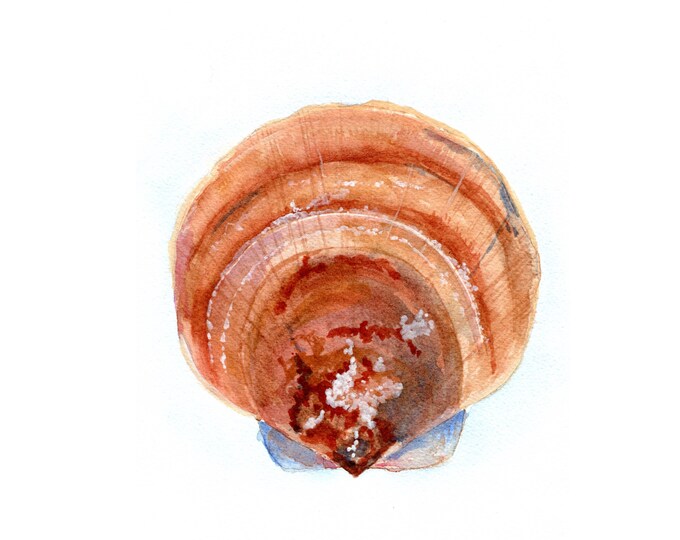 Ocean inspired Seashell Print Watercolor Art for Coastal Home Decor