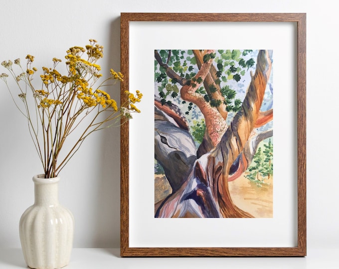 Colorado Wall Art, Bristlecone Pine Tree Watercolor Painting, Mountain Art, Wall Art Print