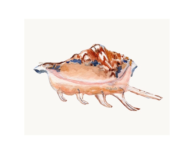 Seashell Art Print, Watercolor Painting of a Spider Conch Shell, Nautical Decor