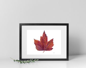 Maple Leaf Art, Watercolor Print, Painting of an Autumn Leaf Changing to Burgundy