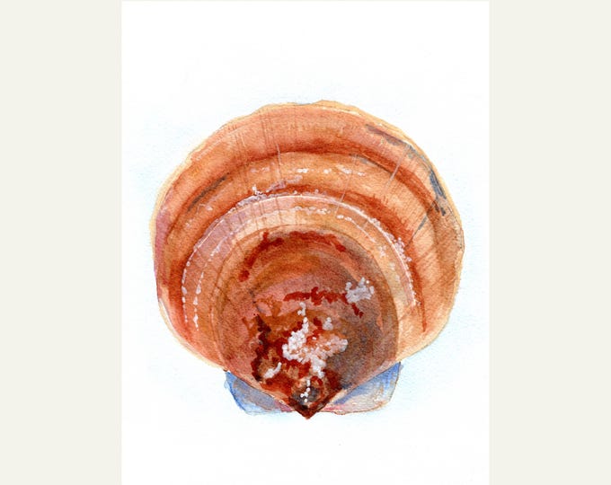 Scallop Seashell Art Print: Watercolor Painting for Coastal Home Decor by Christina Vilgiate