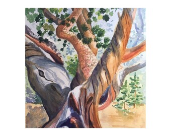 Bristlecone Pine Tree Watercolor Painting, Colorado Mountain Art, Wall Art Print