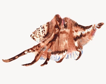 Art Print, Seashell Painting, Watercolor Painting of a Brown & White Spider Conch Shell, Beach Painting, Ocean Wall Decor