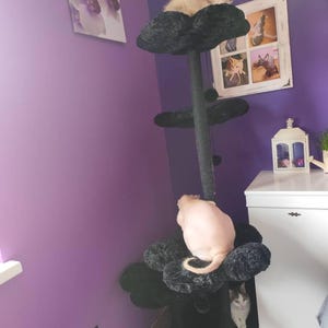 May include: A black cat tree with several platforms covered in dark grey plush material. Three cats are using the tree, one at the top, one in the middle, and one at the base. The background is a purple wall with a framed picture.