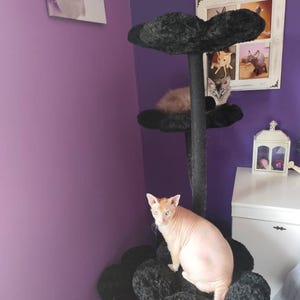 May include: A black cat tree with three levels, each with a cloud-shaped perch. A hairless cat sits on the bottom level, with two other cats on the upper levels. The cat tree is set against a purple wall. A framed picture is visible.