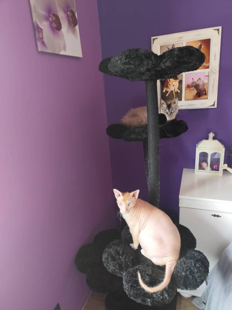 May include: A black cat tree with three levels, each with a cloud-shaped perch. A hairless cat sits on the bottom level, with two other cats on the upper levels. The cat tree is set against a purple wall. A framed picture is visible.