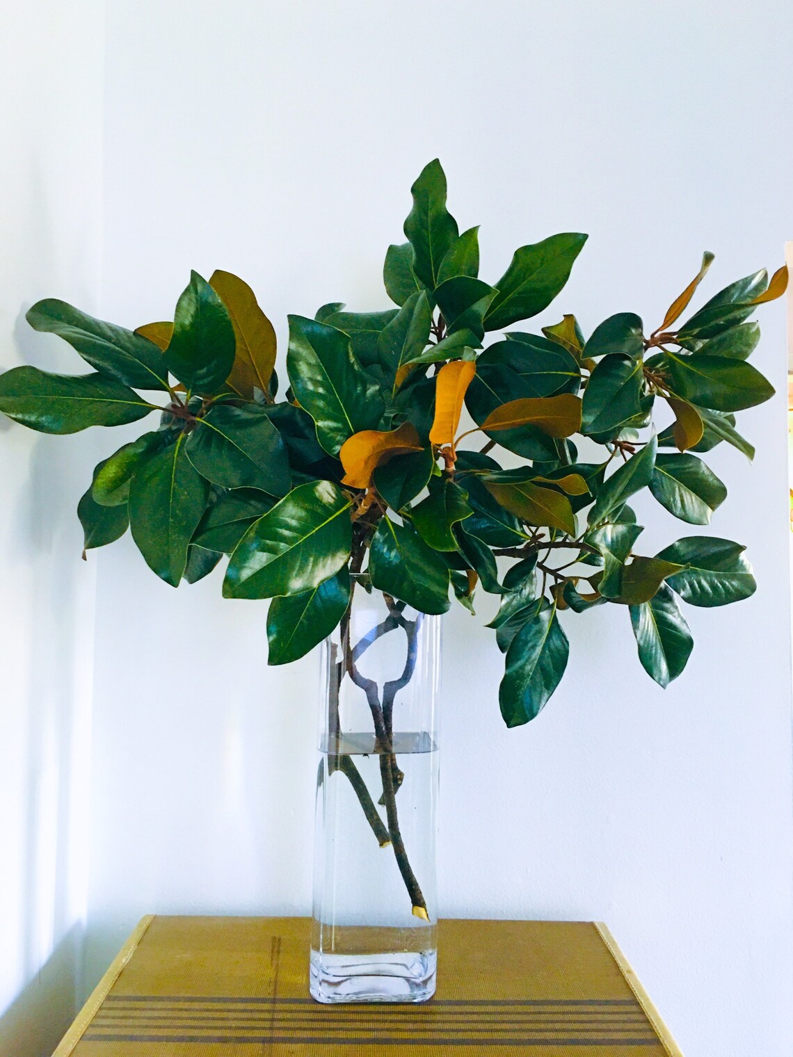 Fresh Cut Magnolia Leaves Stems Branches for Event Wedding Etsy