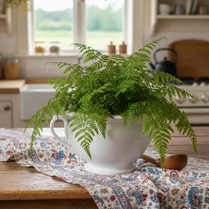 May include: A lush green fern plant in a white ceramic bowl with a handle, set on a wooden table. A colorful floral patterned runner is beneath the bowl. A wooden spoon rests on the table. The scene is set in a bright kitchen.