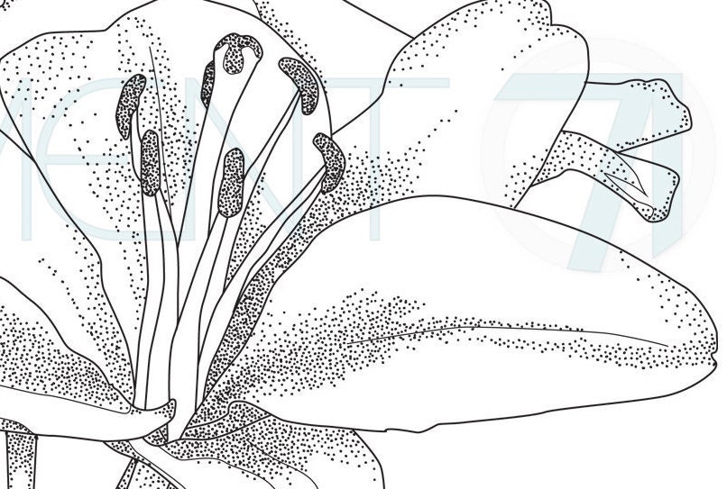 Lily Coloring Page Printable Flower Adult Colouring Page of ...