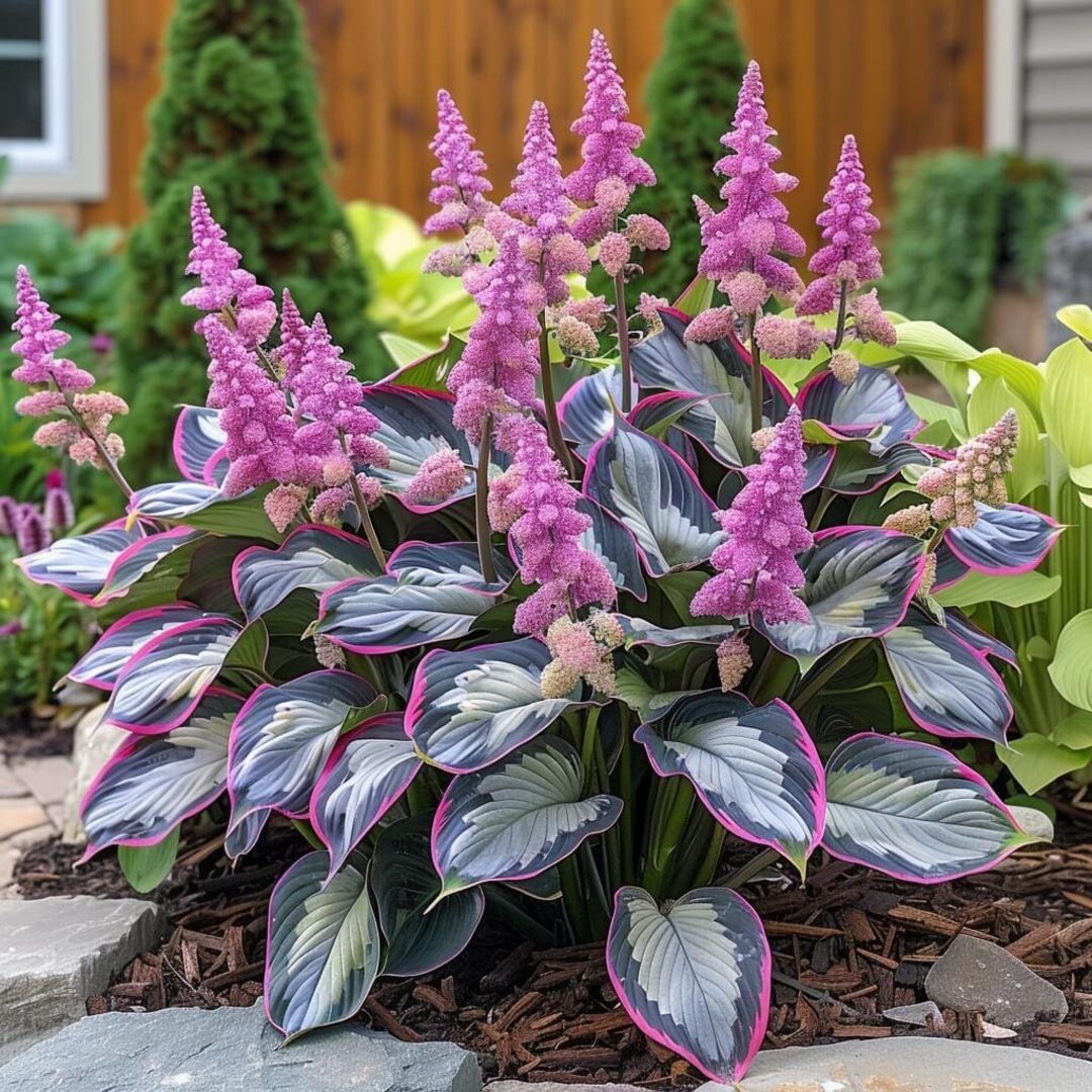 Pretty In Pink Hosta 200+ Pink Hosta Seeds for Perennial Garden – Outdoor Planting - Etsy