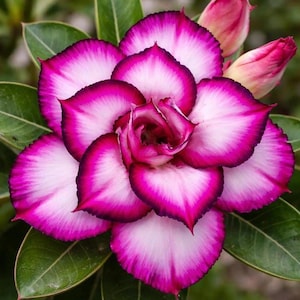 May include: Close-up of a vibrant flower with layered petals. The petals are white with a bright pink border and a dark magenta edge. Green leaves surround the flower, and two pink buds are visible.